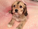 Tan and Brown Male Cavachon Puppy for sale in Iowa 2012 September